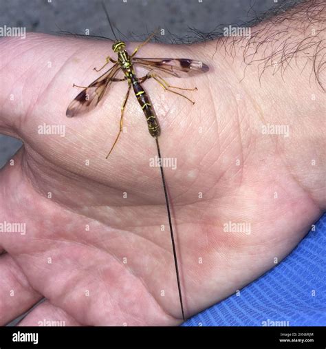 Long-tailed Giant Ichneumonid Wasp (Megarhyssa macrurus) Insecta Stock ...