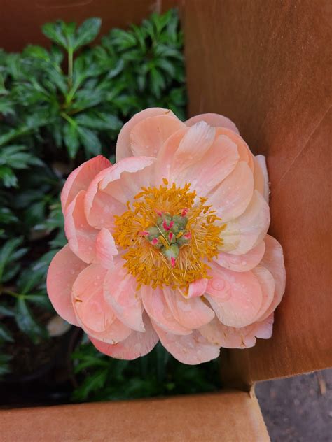 Coral Charm Peony - Prairie Gardens