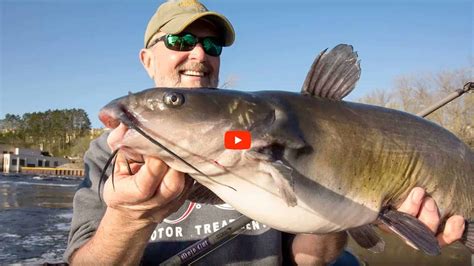 CATFISH | Angling Edge
