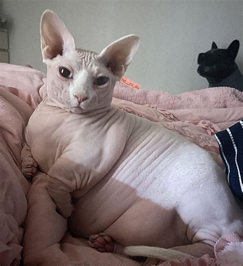 ho__ru_du on Instagram | Baby cats, Pretty cats, Cute hairless cat
