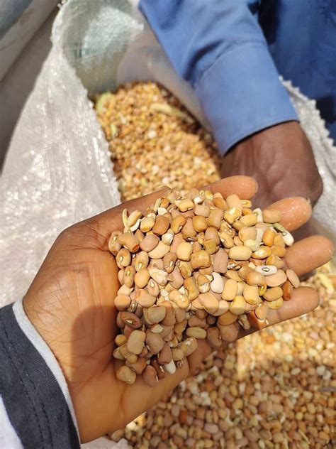 Bag Of Beans Available For Sale In Nigeria - Food - Nigeria