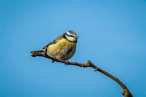 Japanese Small Tit Photos, Download The BEST Free Japanese Small Tit ...
