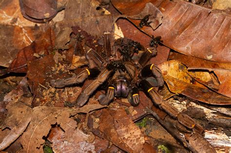The Flesh-Eating Bees That Make "Meat Honey" - Insect Hive