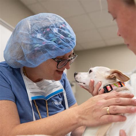 Veterinary Surgery by BluePearl San Antonio TX