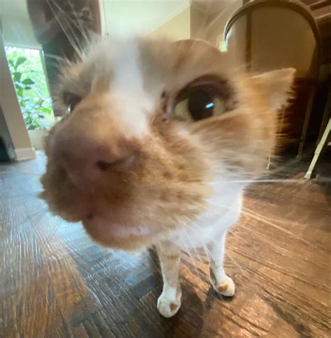 ginger cat | Ginger cats, Pretty cats, Orange tabby cats