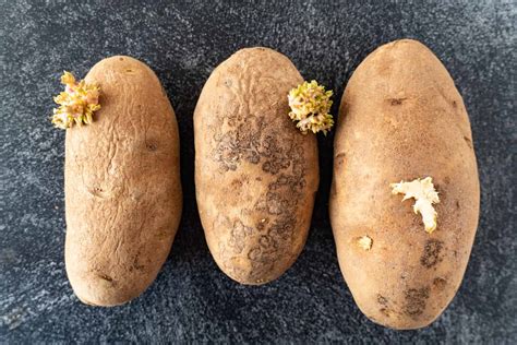 Is Potato Buds Poisonous at Debra Masters blog