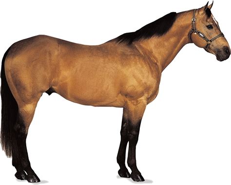 Horse | Definition, Breeds, Pictures, Evolution, & Facts | Britannica
