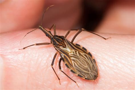 Deadly 'kissing bug' that kills thousands needs to be taken seriously now