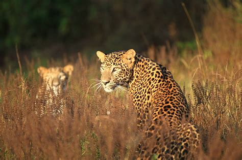 Newest 31+ Sri Lanka Wildlife