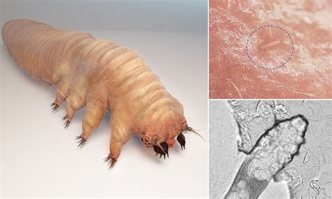 Can Insects Understand Humans And Their Feelings