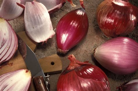 23 Facts About Onions - OhMyFacts - habitat of onion