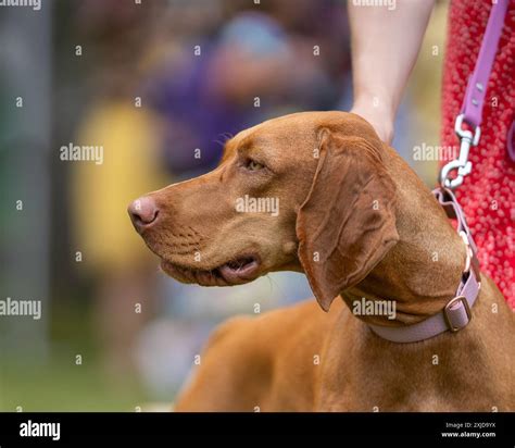 Vizsla hunting dog standing in a park. Portrait of Vizsla also known as ...