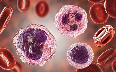 Why Are Neutrophils High During Pregnancy? An Overview