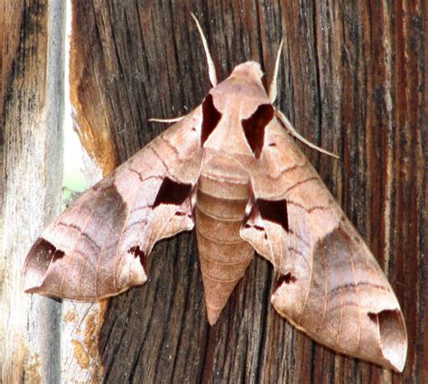 On Gossamer Wings: The Beauty of Butterflies and Moths - HubPages