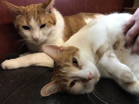 PAWS AND CLAWS HUMANE SOCIETY - Rochester MN - Hours, Directions ...