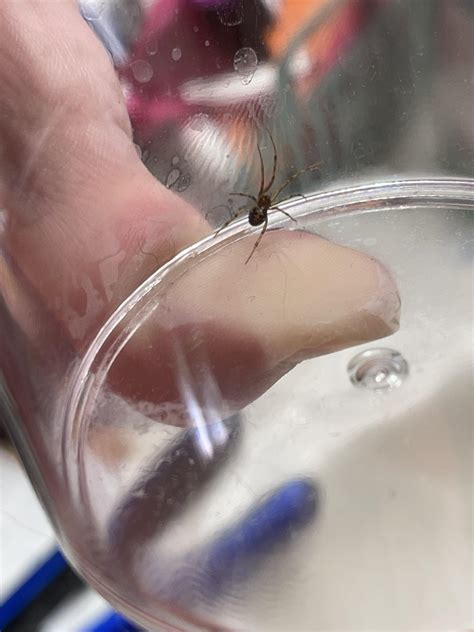 triangulate cobweb spider? : r/spiders