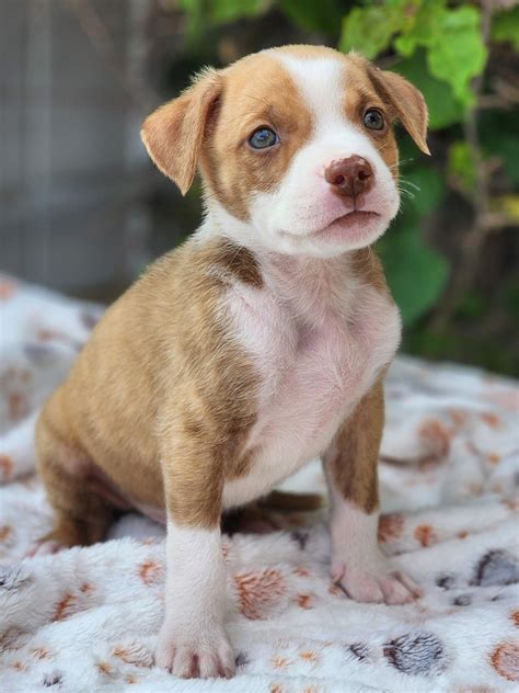 Stanislaus County Animal Shelter in Modesto, CA