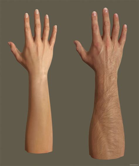 Male Vs Female Hand Comparison at Lois Lumpkin blog