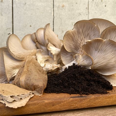 How to grow mushrooms at home