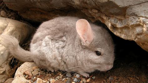 Where Do Chinchillas Live