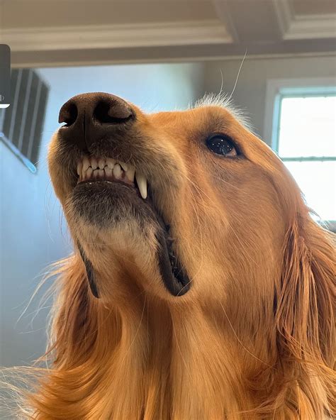 AGuyandAGolden on Instagram: "My dog finished his chores in the worst ...