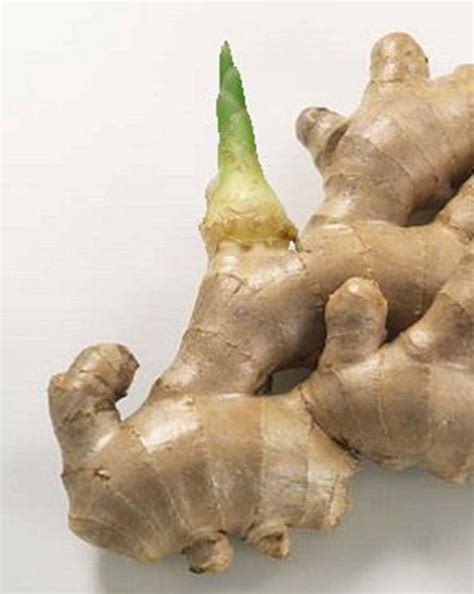 Download Ginger Root Vegetable With Tiny Bud Wallpaper | Wallpapers.com