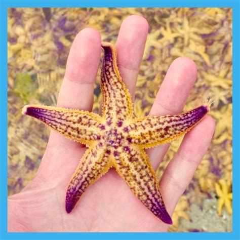 Northern Pacific Seastar – Tauranga Moana Biosecurity Capital Incorporated