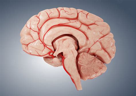 Sagittal View Of Brain Unlabeled