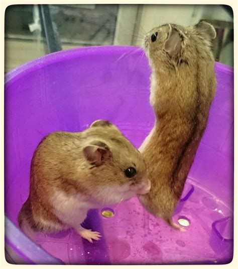 Chinese Dwarf Hamster Male