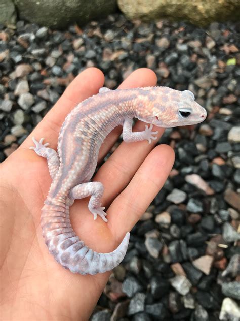 Whiteout - African Fat-Tailed Gecko Traits - Morphpedia