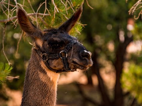 Holmstead Ranch Resort