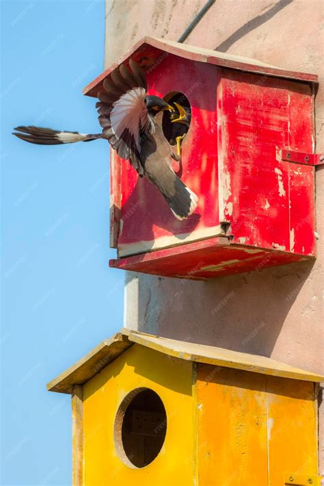 Premium Photo | Common myna feeding chicks in wooden boxes nests