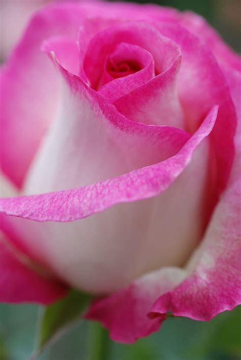 Rose Pink White Beautiful