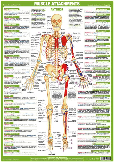 Muscle Anatomy Charts | Human Body Posters | Bodybuilding Posters - Etsy | Muscle anatomy, Human ...