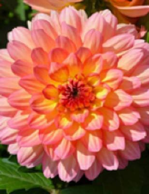 Betty J. Randall Obituary - 2021 - Miller-Plonka Funeral Home, Inc