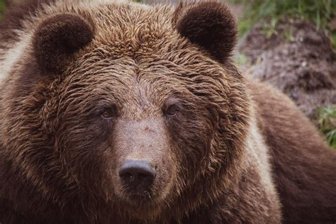 Grizzly Bear Height And Weight