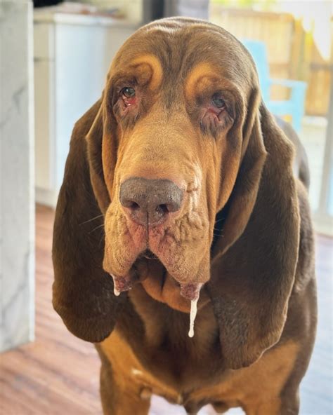 Long Nose Dog Wonder: 'Is That Even Real?' - Meet the World Record Setter with an Absurdly Long ...