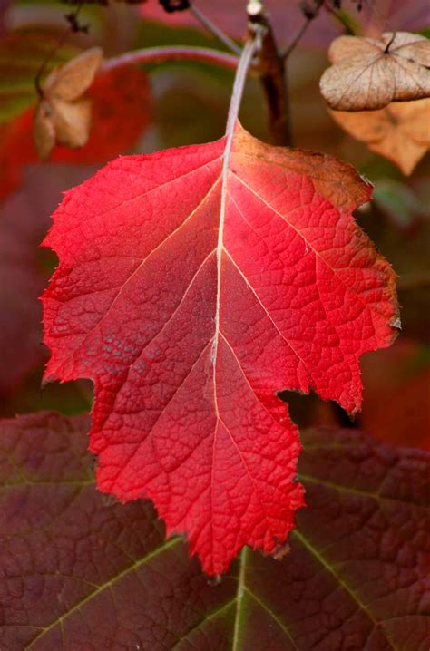 Red Leaf Shrubs And Plants