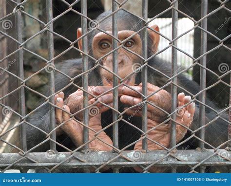Monkey in a cage stock image. Image of jail, hairy, cage - 141007103