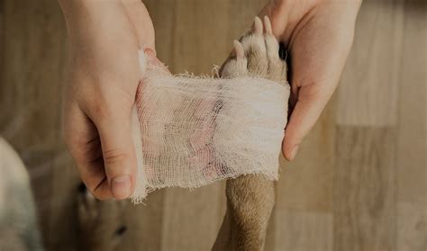 Veterinary Partnerships | Heartland Veterinary Partners