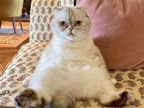 All About Taylor Swift's Cats, Meredith, Olivia and Benjamin