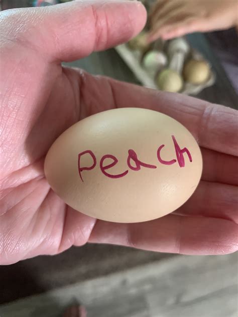 How to hatch duck eggs complete guide – Artofit