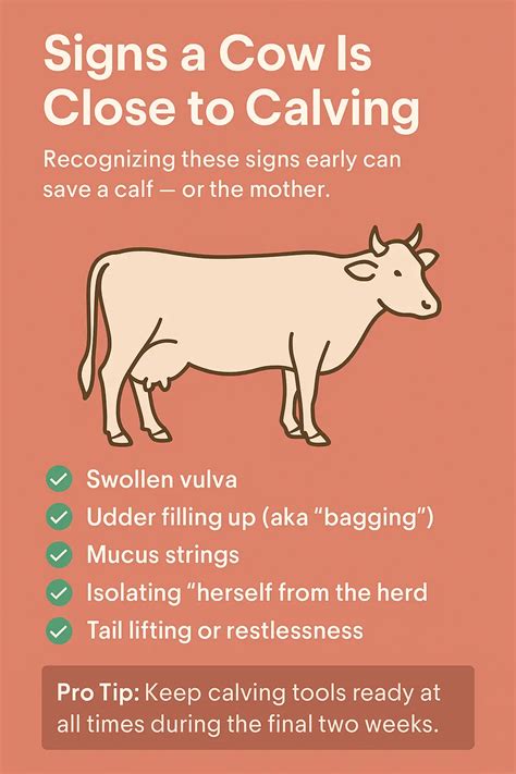 Cow Gestation Period: Days, Weeks, Charts & Calculator 2026