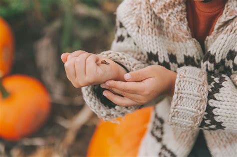 We Had a Ladybug Infestation, Here's How We Got Rid of Them