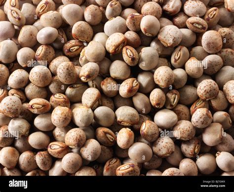 Pigeon peas hi-res stock photography and images - Alamy