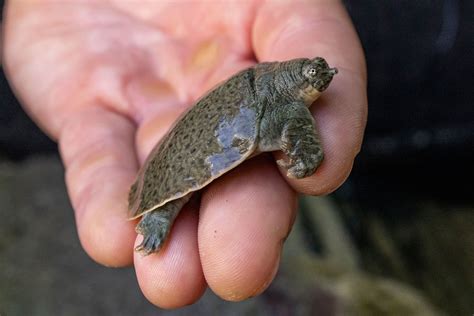 Turtle Born Without Shell