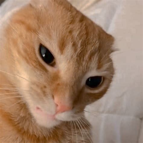 Cute cat meme face | Cat memes, Cute cat, Cats