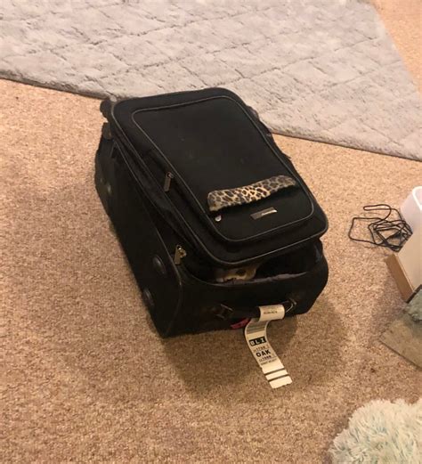Do you see what I see? : r/cats