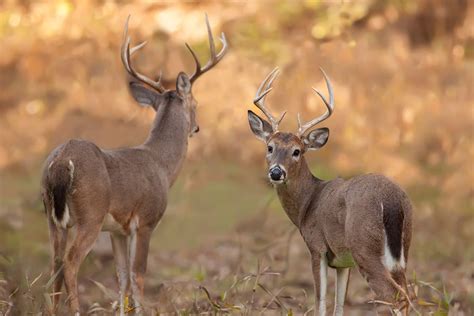 Iowa Hunting Seasons, Licenses and Regulations | Sportsman's Warehouse