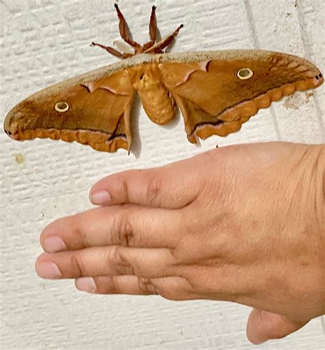 Insect Identification: Lepidoptera moth examples page 1